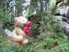 Flower Power bear in the Broumovske Steny