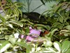 Leave my fishie alone!! Mean Kitty hides in the Umbrella Plant, waiting to pounce!