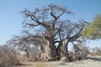 Baobab tree Kubu Island Botswana