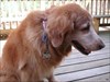 Queen Golden This is our Golden Retriever who is the queen of our house.  She&#39;s 13 so she doesn&#39;t do much geocaching.