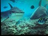 Just finished a week of scuba diving on a live-aboard in the Indian Ocean.  Here's my favorite photo from the week. Google "Tiger Zoo in the Maldives". This is a photo of the photo, but otherwise unedited. The tiger sharks got that close!! Log image uploaded from Geocaching® app