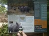 Learning about rhinos