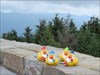 The Gnome Ducks on Mount Mitchell The Gnome Ducks went to the top of Mount Mitchell, the highest mountain east of the Mississippi River.
