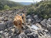 Observatori de Biure - Our dog and the cache