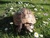 Schildkröte mit Coin Zwar nicht in freier Wildbahn, aber trotzdem nett...