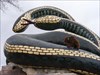 Close-up of Buffy Sam and Sally is a giant snake statue near Inwood, MB, made in honor of the snake &quot;pits&quot; which are&#13;&#10;places that thousands of snakes hibernate at once over the winter.  Look up &quot;Narcisse snake pits&quot; and you will find some interesting information on the largest concentration of snakes in the world.