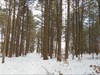 TBs admire snowy woods, Bedford NH