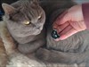 De zwarte kat with our gray Missu