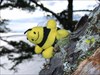 Buzz Buzz visiting Deception Pass State Park