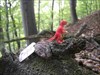 the terror of forest - small and red