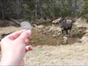Moose Geocoin mit Moose.