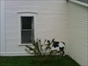 Cache Cow Leaning on the rear wall of the Baptist Church in Starksboro near &quot;Tribute to David Stoney Mason&quot;