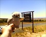 Fawley Owl @ Colorado / Utah border