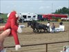 Heritage Days Rodeo, Strathmore, Alberta. Bobo and the &quot;Heavy Horse Pull&quot; event.  These horses were pulling 7000 pounds before the competition was over.