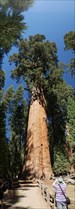 USA, Sequoia National Park General Sherman