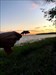  Dolphin Dude enjoying a sunset swim in the Ottawa River, or la rivière des Outaouais.