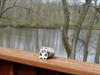  Maddy&#39;s panda visits MaxB&#39;s on the St Joseph River in Michigan