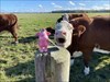 Cow meets cow in Uppsala