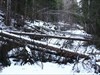 Again fallen trees on the path