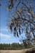 Kolomoki Mounds Historic Site Spanish Moss hanging from a tree at Kolomoki Mounds Historic Site