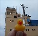 Duckie1 In Visby Harbour