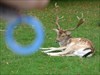 Lounging Deer at Dunham Park