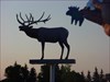 "Blue Elk" meets a quiet Elk &quot;Blue Elk&quot; had his picture taken beside a statue of an elk in the town of Vegreville. This is the town with the world&#39;s largest pysanka. Check out the geocache waypoint GCG555 for more information.
