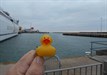 Duckie3 In Visby Harbour