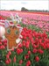Little Kitty in the Tulips Fields Lisse - the Netherlands
