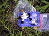 Climbing Cow in its first cache