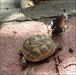 A baby tortoise spooked by Spooky, and ran away