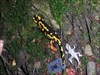 Lizard and another Friend The Lizard TB and a another fire salamander on the walk to hibernate