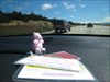 Timid Teddy enjoys the view Timid Teddy en route on California&#39;s beautiful Coastal Hightway 1