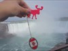 Moose visits Niagara Falls Canada !! Even a moose enjoys this view !!