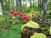 Woodland berries
