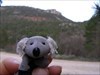 au revoir petit koala