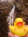 Duck naer waterfall