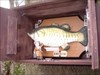 Timmi fished a very big fish!