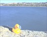 Quackster at Missouri River in Chamberlain SD