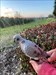 Quick cache after dinner (pizza ??next to the Sacramento River). This cute dove was in the bushes overlooking the Sacramento River in Red Bluff, California. Headed back to home in Oregon.  Log image uploaded from Geocaching® app