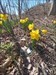 Beautiful Daffodils near cache
