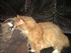 Simba being introduced to mini mog They got along great!!