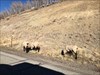 A few Elk by the side of the road.  Next week I will return to MI and leave for another person to take on an adventure  Log image uploaded from Geocaching® app
