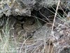 Rattlesnake in general area of Slug Bus