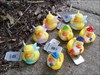 The Gnome Ducks and Fairy Ducks stop to rest.