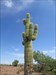 Saguaro in Arizona