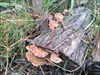  Beautiful fungi on a log
