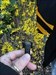 A clever cache near these wonderful spring forsythia ?? Log image uploaded from Geocaching® app