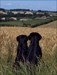 Friends... These are our two Flat Coated Retrievers Ares (nearly nine years old) and Calle (nearly six jears old) :-) !&#13;&#10;They enjoy playing with each other and coming with us to every Cache :-) !&#13;&#10;We got them both with an age of eight weeks and since then they brighten up our life :-) !
