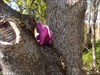 Ellie in a tree by Ashland Creek
